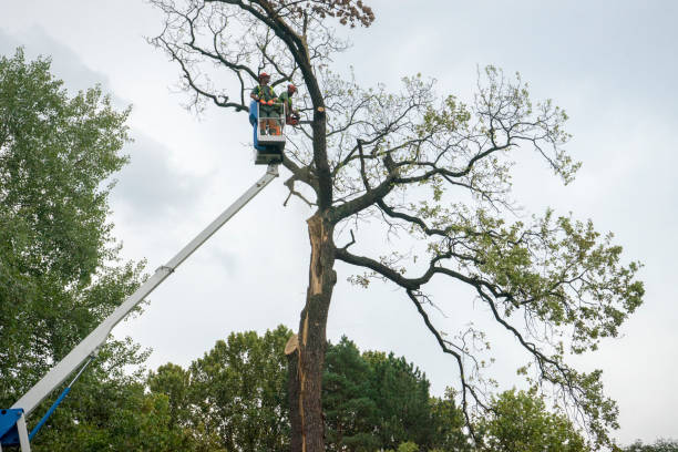 Seasonal Cleanup in Hot Springs, AR