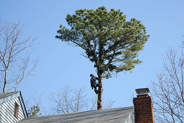 How Our Tree Care Process Works  in  Hot Springs, AR